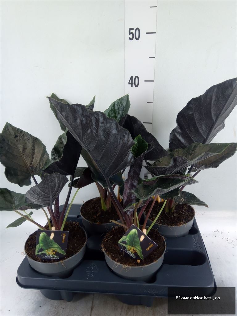'Antoro Velvet'