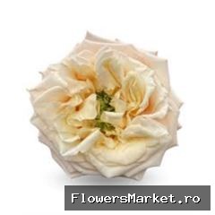Rosa GR 'Monet'