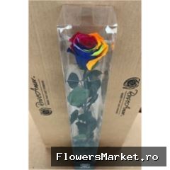 50cm Stem Rainbow Red02