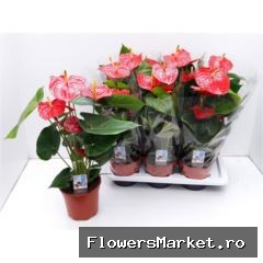 Anthurium andr.   ...