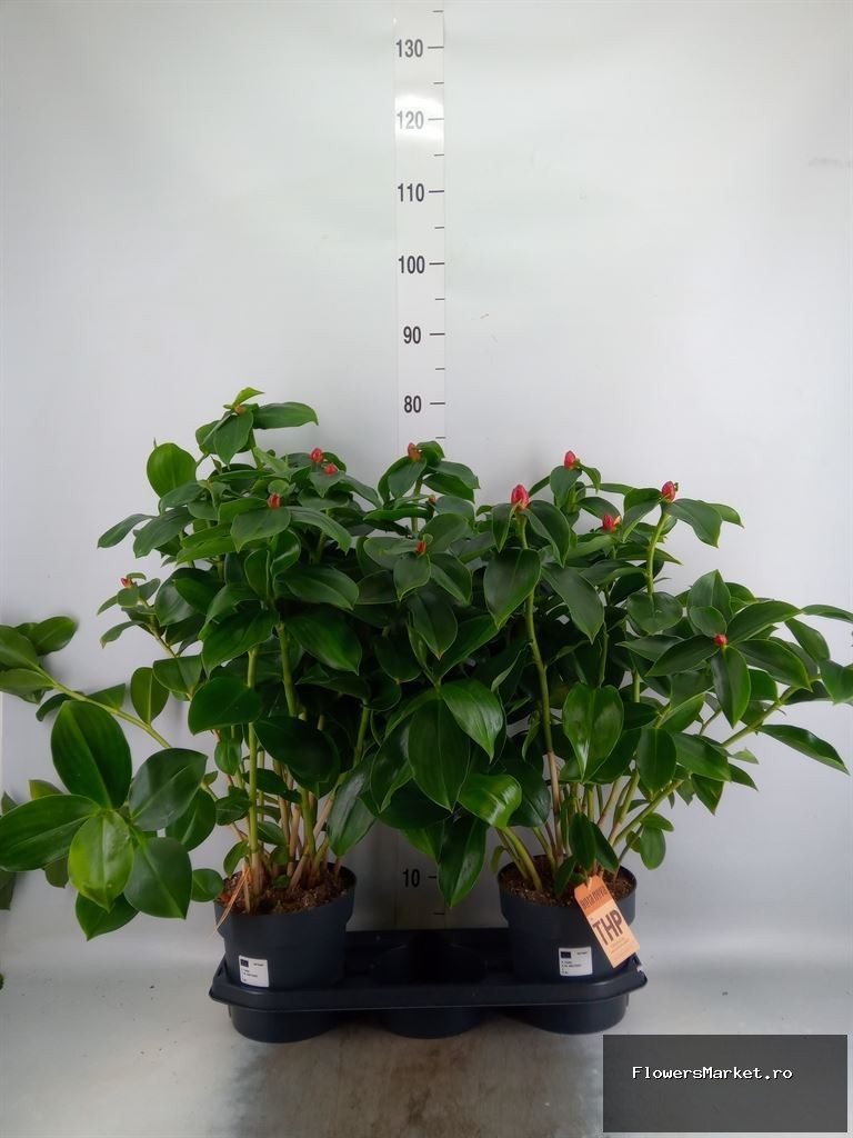 'Costus Woodsonii'