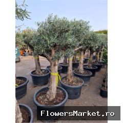 Olea europaea