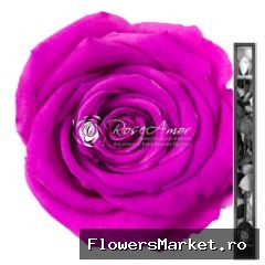 60cm Stem Bic05