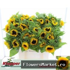 Helianthus an. 'Sunrich Orange'