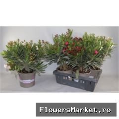 Nerium oleander   ...