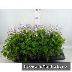 Viola hederacea