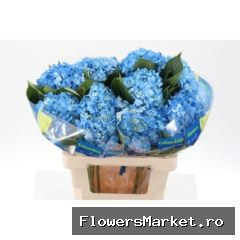 Hydr Dark Blue Select