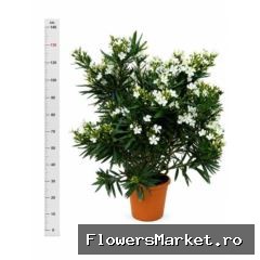 Nerium oleander   ...