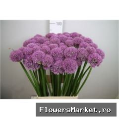 Allium  'Gladiator'