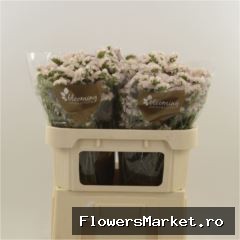 Limonium sinuatum 'Apricot Sun Bir'
