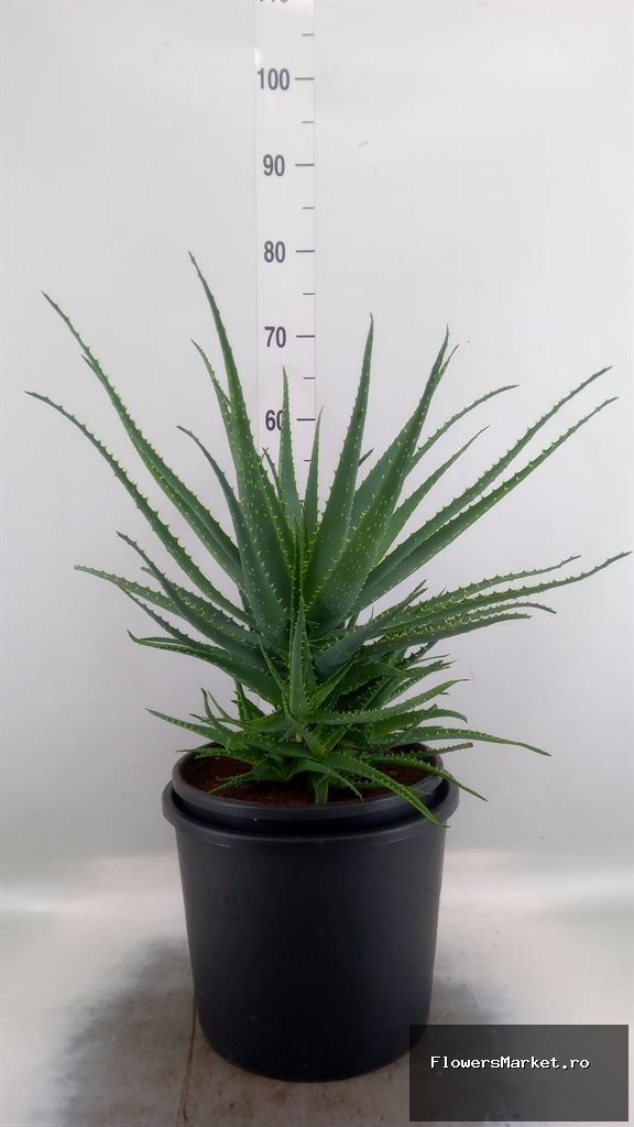 Aloe arborescens