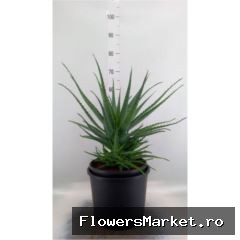 Aloe arborescens