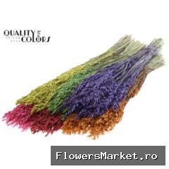 Avena per bunch Mixed Colours