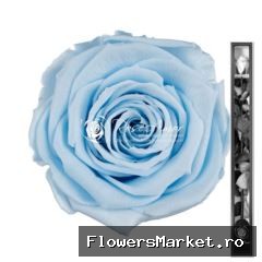 60cm Stem Blu89