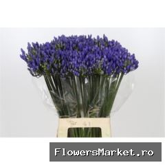 Agapanthus FU 'Atlantic Ocean'