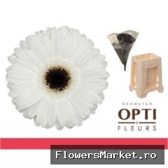 Gerbera GB 'White House'