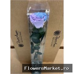 50cm Stem Bic25