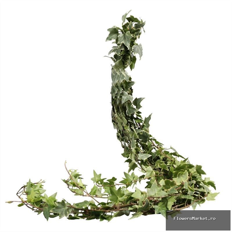 Hedera Rank Variegata