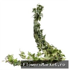 Hedera Rank Variegata