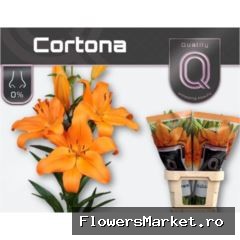 Lilium long. x asi. 'Cortona'