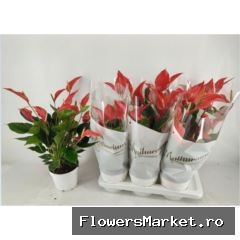 Anthurium  'Banderola Roja'