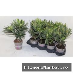 Nerium oleander   ...