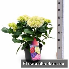 Hydrangea mac. 'Hi White Sun'