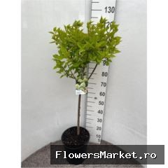 Hydrangea pan.