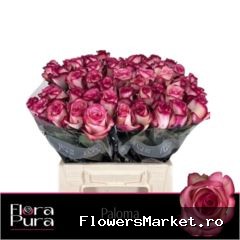 Rosa GR 'Paloma'