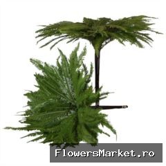 Umbrella Fern