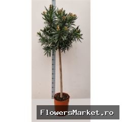 Nerium oleander   ...