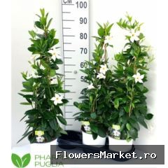 Mandevilla  'Rio White'