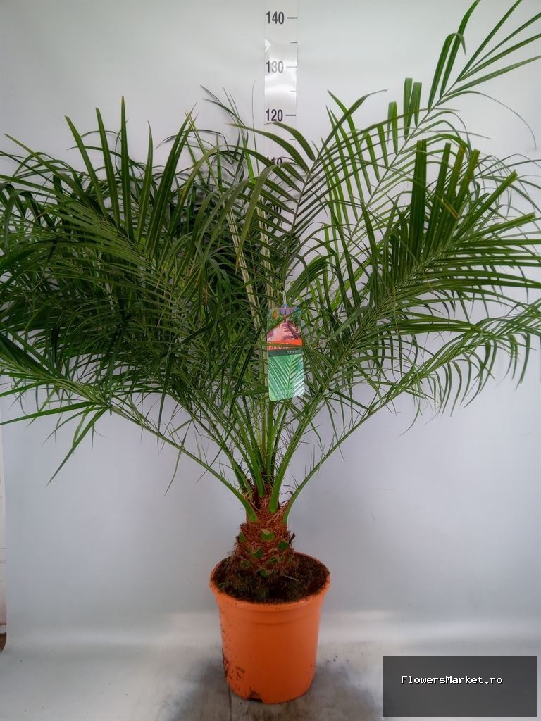 Phoenix roebelenii