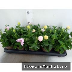 Platycodon Astra Roze met steeketiket