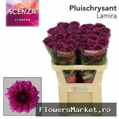 Chrysanthemum PL 'Lamira'