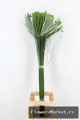 CYPERUS PAPYRUS