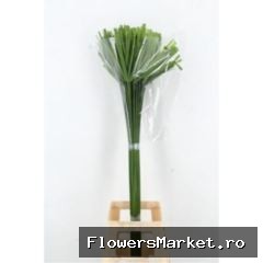 CYPERUS PAPYRUS
