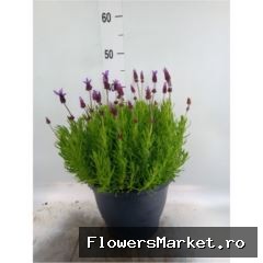 Lavandula stoechas 'Violeta Purple'