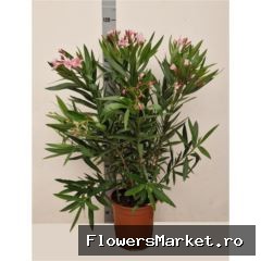 Nerium oleander   ...