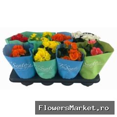 Begonia elat. DU   ...