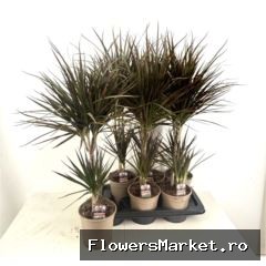 Dracaena marg. 'Magenta'