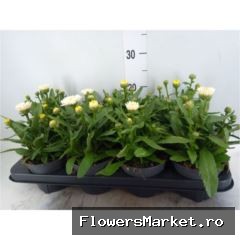 Leucanthemum