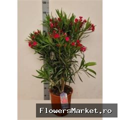 Nerium oleander   ...