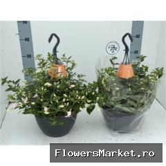 Fuchsia  'El Camino'