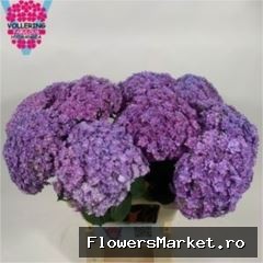 Hydrangea  'Beautensia Luxor Blue'