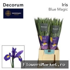 Iris  'Blue Magic'