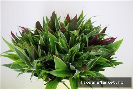 Asia Mix 10stems A Bunch