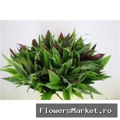 Asia Mix 10stems A Bunch