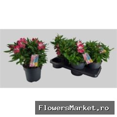 Alstroemeria  'Intic Romance'