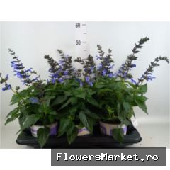 Salvia Salgoon Lake George P15